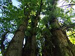 IMG_20260510_115304