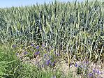 IMG_20260527_124014