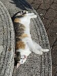 IMG_20260527_075933