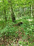 IMG_20260509_101215