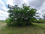 IMG_20260509_123405
