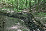 Erdőrészlet