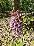 Bíboros kosbor/  orchidea