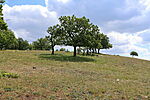 1Q2A0338