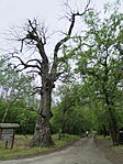 P1100373