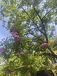 IMG_20260509_095013
