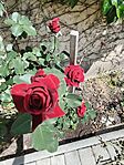 IMG_20260508_134211