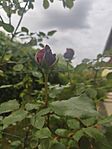 IMG_20260510_085146