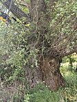 IMG_20260512_125523