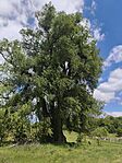 IMG_20260512_130613
