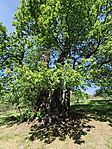IMG_20260513_144117