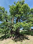 IMG_20260513_144128