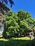IMG_20260514_094201