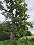 IMG_20260515_131009