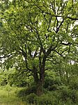 IMG_20260515_131119