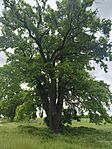 IMG_20260515_131239
