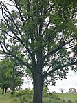 IMG_20260515_131401