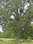 IMG_20260515_131619