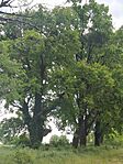 IMG_20260515_131611