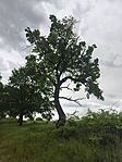 IMG_20260515_131555