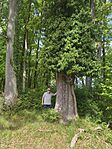 IMG_20260515_104336