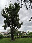IMG_20260517_101958