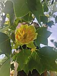 IMG_20260523_101001