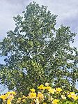 IMG_20260523_091817