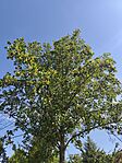 IMG_20260521_092608