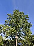 IMG_20260521_081449