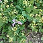 IMG_20260509_104121