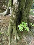 IMG_1177
