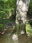 IMG_1179
