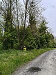 IMG20260517111155