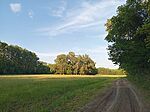 IMG_20260509_1842 Körtvélyes