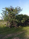 IMG_20260510_175128_047