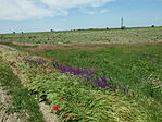 IMGP0012