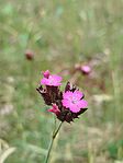 IMG_20260530_110341