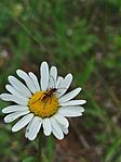 IMG_20260530_110454