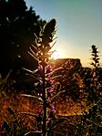 IMG_20260602_092021