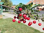 IMG_20260612_082728