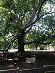 IMG_2193
