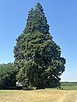 IMG_3509