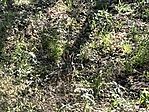 IMG_0100(2)