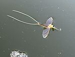IMG_0150(2)