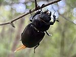 IMG_0234(2)