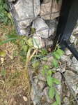 log-image-1781429507637-0