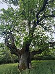 IMG_20260605_104725.jpg