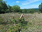 IMG_20260613_152853.jpg