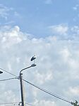 IMG_1796